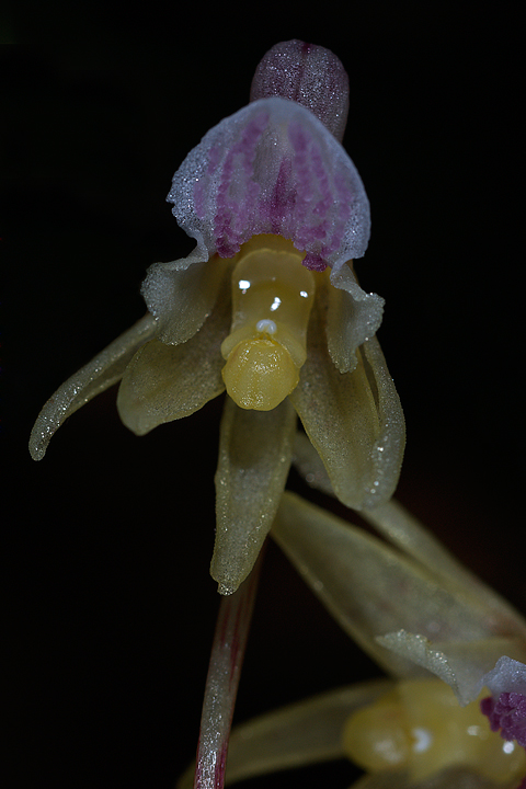 Epipogium aphyllum